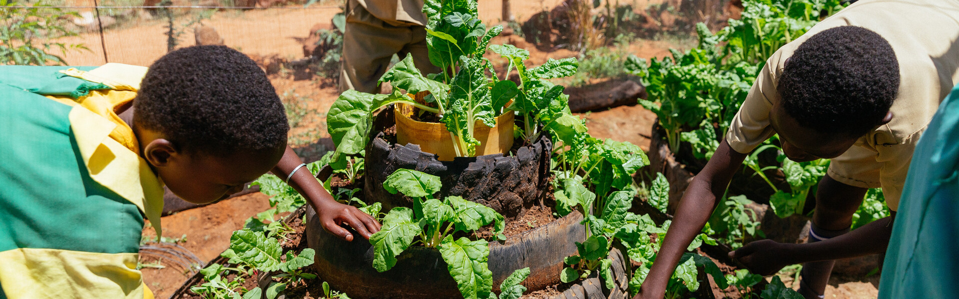 Kinder pflanzen Salat in einem Schulgarten in Kenia an Kinder pflanzen Salat in einem Schulgarten in Kenia an