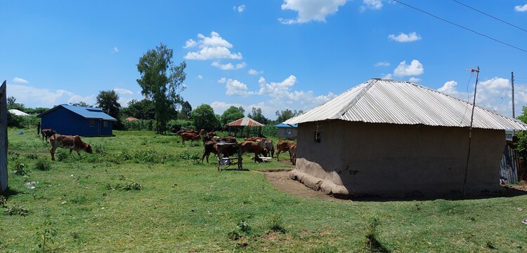 Kühe stehen in West-Kenia auf einer Grünfläche