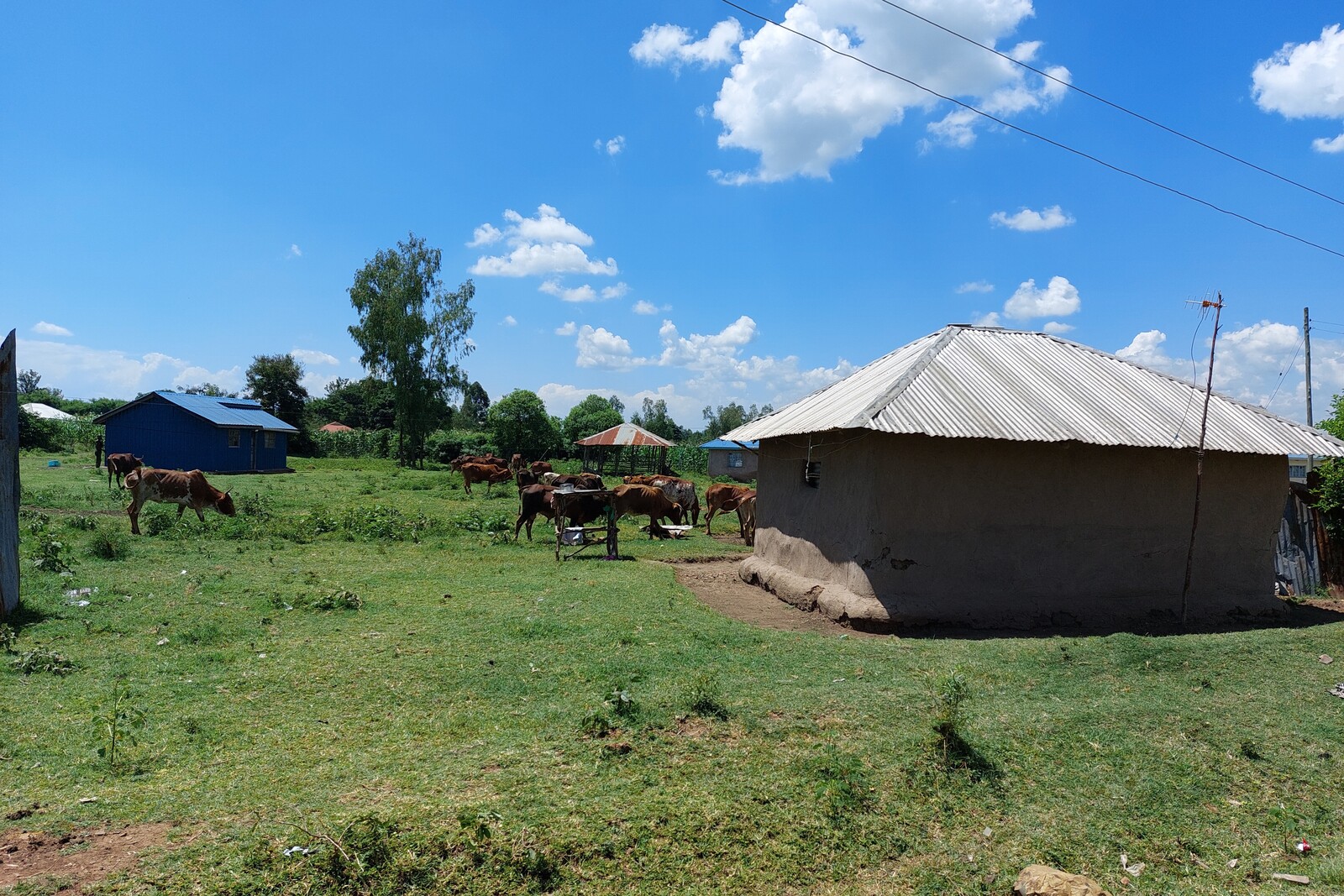 Kühe stehen in West-Kenia auf einer Grünfläche