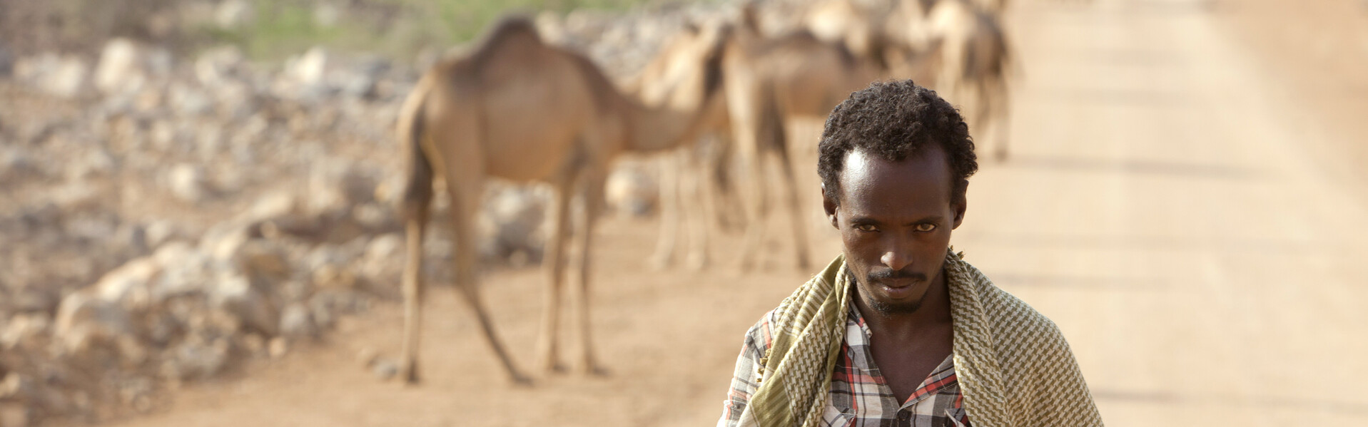In Äthiopien gibt es noch viele Hirtenvölker. Ein Mann läuft mit seiner Herde Kamele durch die Wüste auf der Suche nach Weideflächen. In Äthiopien gibt es noch viele Hirtenvölker. Ein Mann läuft mit seiner Herde Kamele durch die Wüste auf der Suche nach Weideflächen.