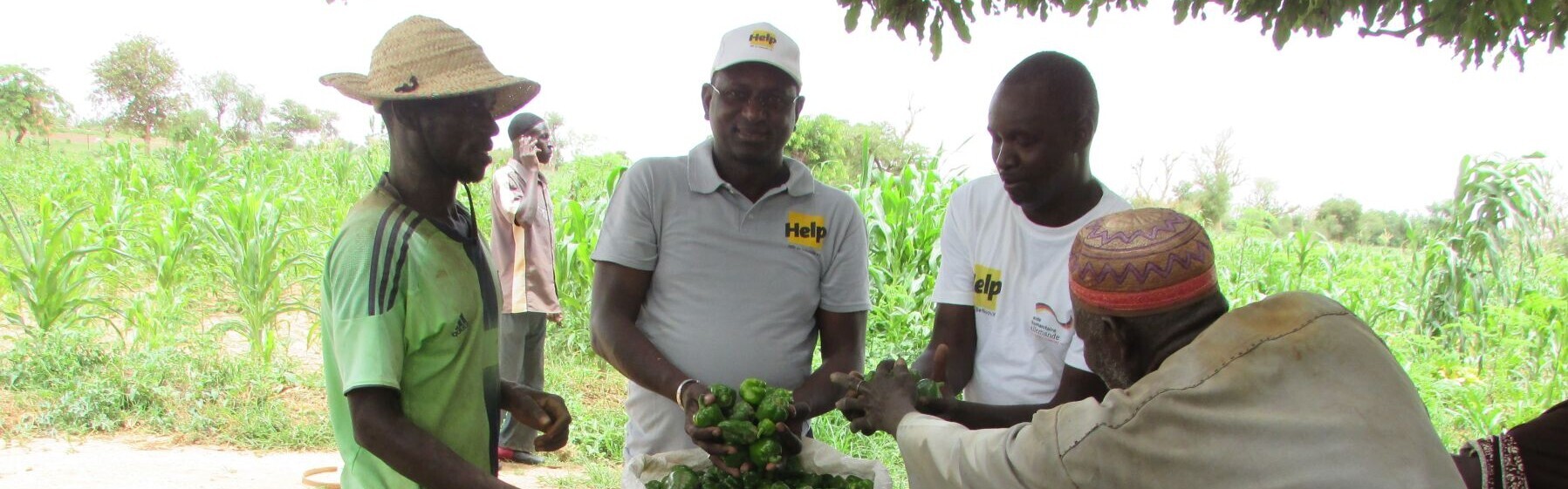 Paprikaernte in Burkina Faso © Help – Hilfe zur Selbsthilfe Paprikaernte in Burkina Faso © Help – Hilfe zur Selbsthilfe