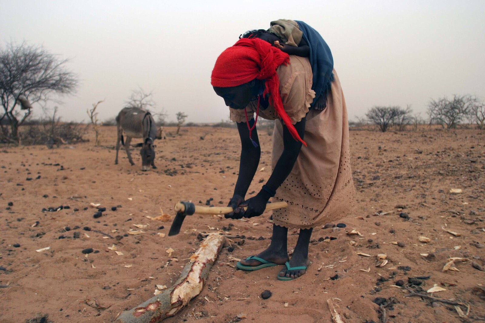 In den Dürregebieten Afrikas stehen fast keine Bäume und Sträucher mehr, die Feuerholz oder Schatten spenden können.