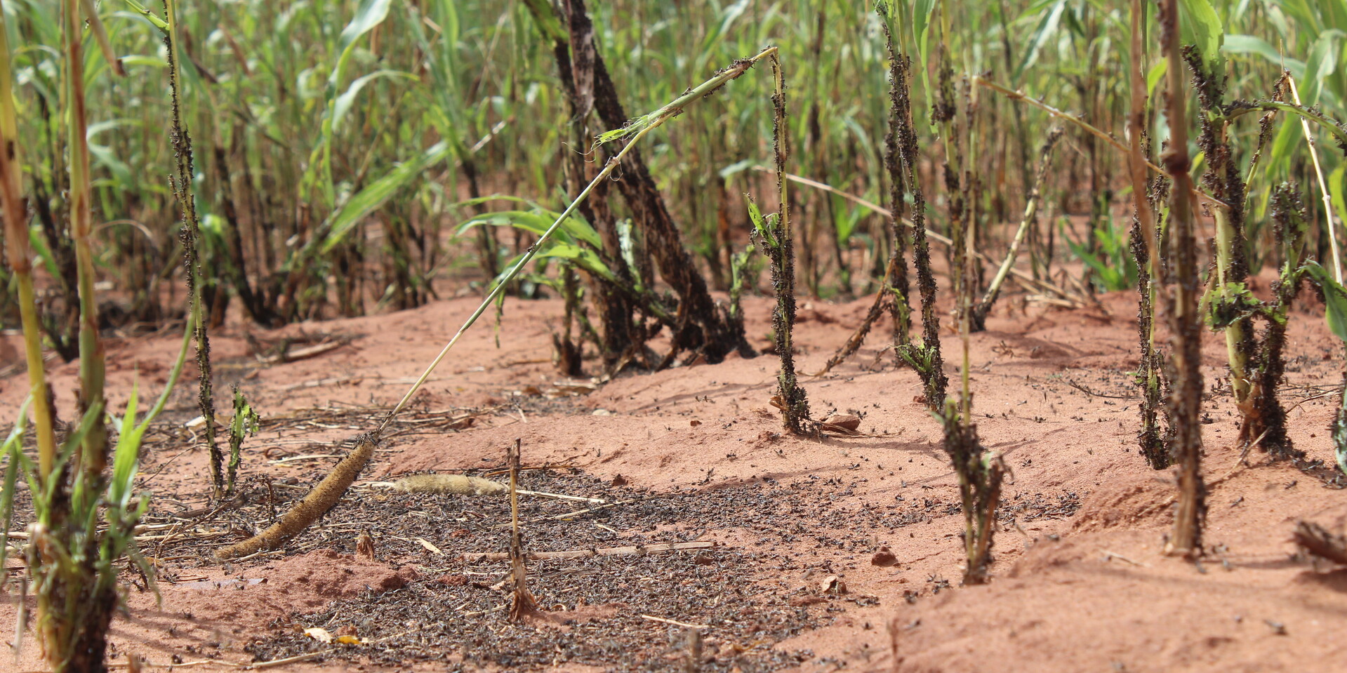 Heuschreckenplage in Kenia: Nymphen der nächsten Generation zerstören Nutzpflanzen Heuschreckenplage in Kenia: Nymphen der nächsten Generation zerstören Nutzpflanzen