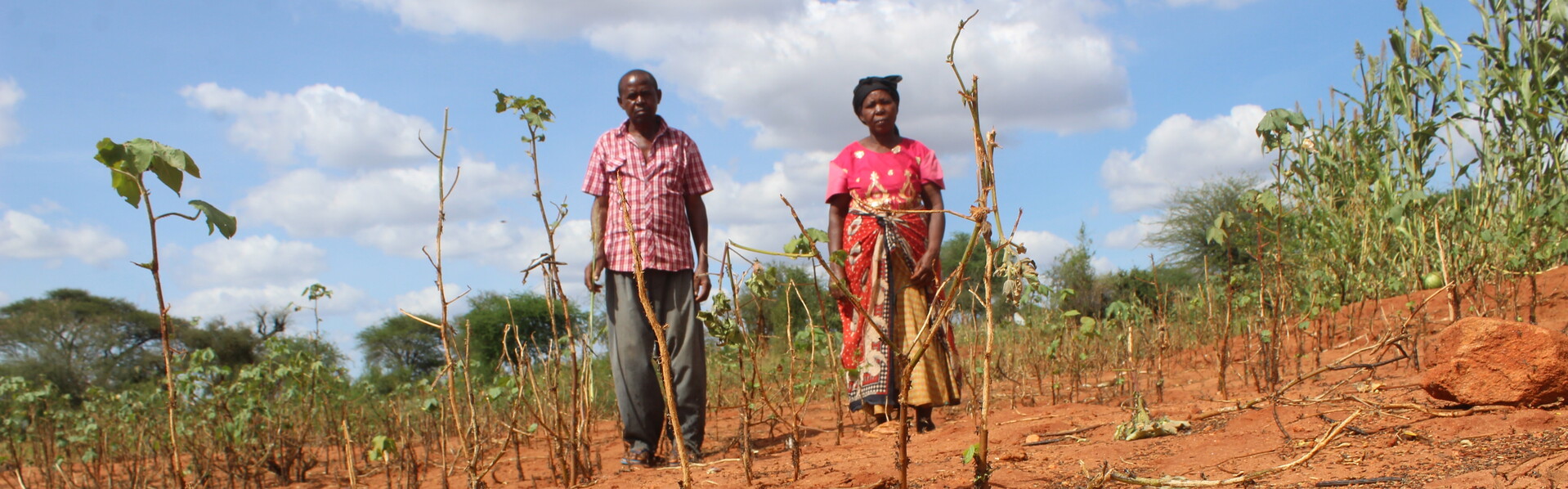 Corona-Pandemie und Heuschreckenplage: Kleinbauern in Kenia auf einem zerstörten Feld Corona-Pandemie und Heuschreckenplage: Kleinbauern in Kenia auf einem zerstörten Feld