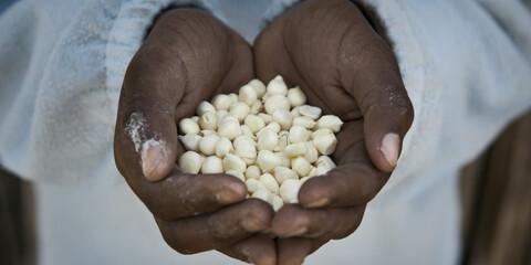Hände mit Saatgut Hände mit Saatgut