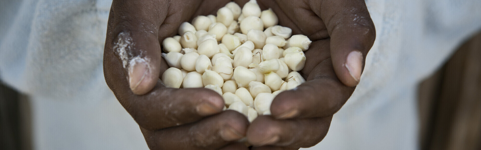 Hände mit weißen Lotussamen Hände mit weißen Lotussamen