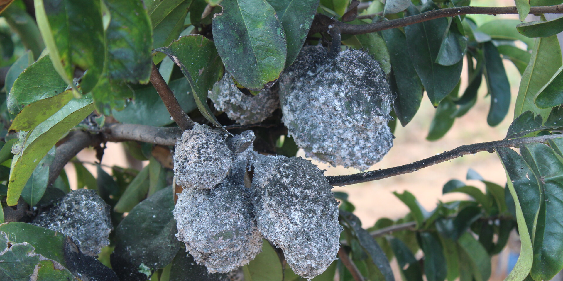 Heuschrecken sind über Nutzpflanzen in Kenia hergefallen Heuschrecken sind über Nutzpflanzen in Kenia hergefallen
