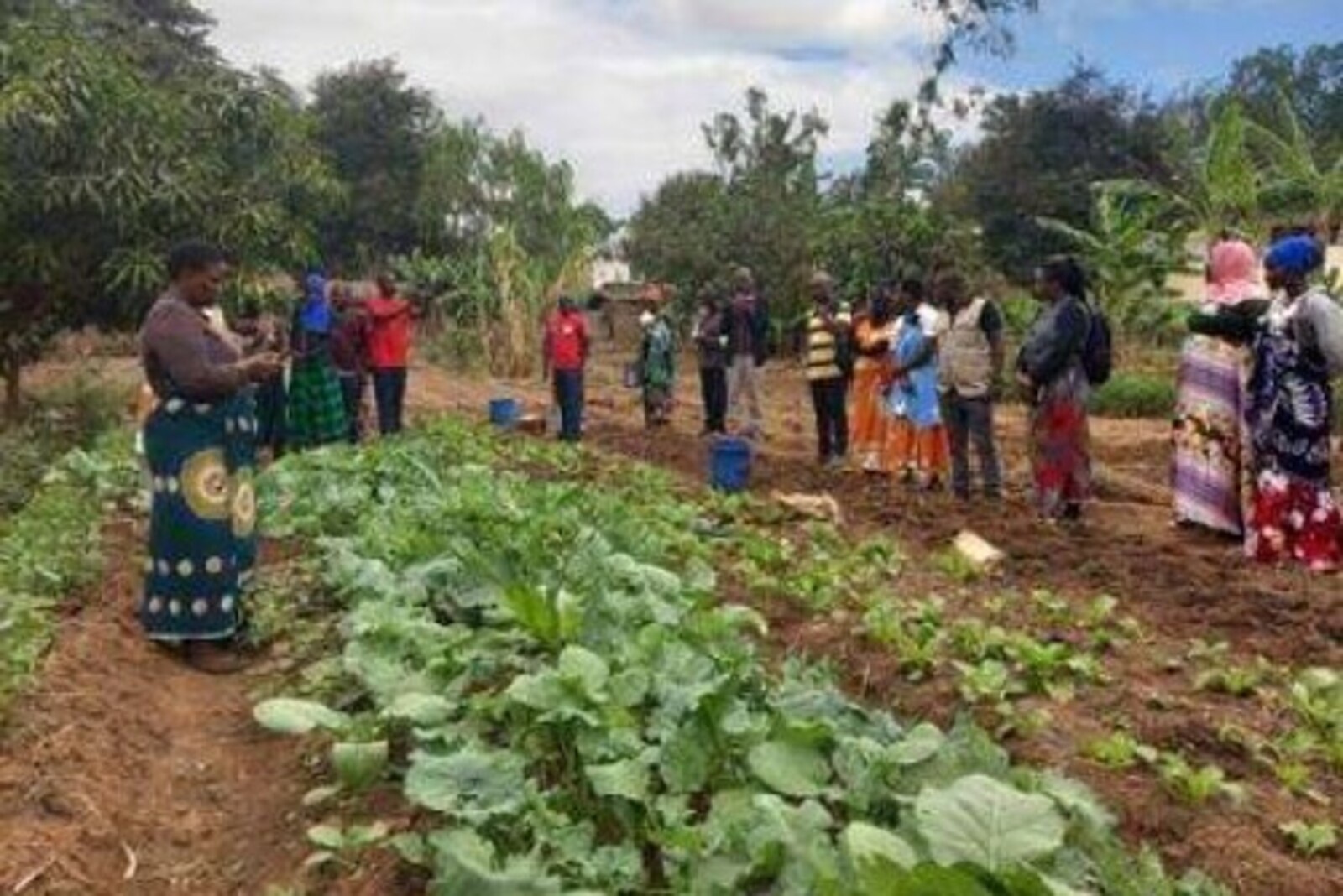 Menschen bauen in Malawi Kopfsalat an