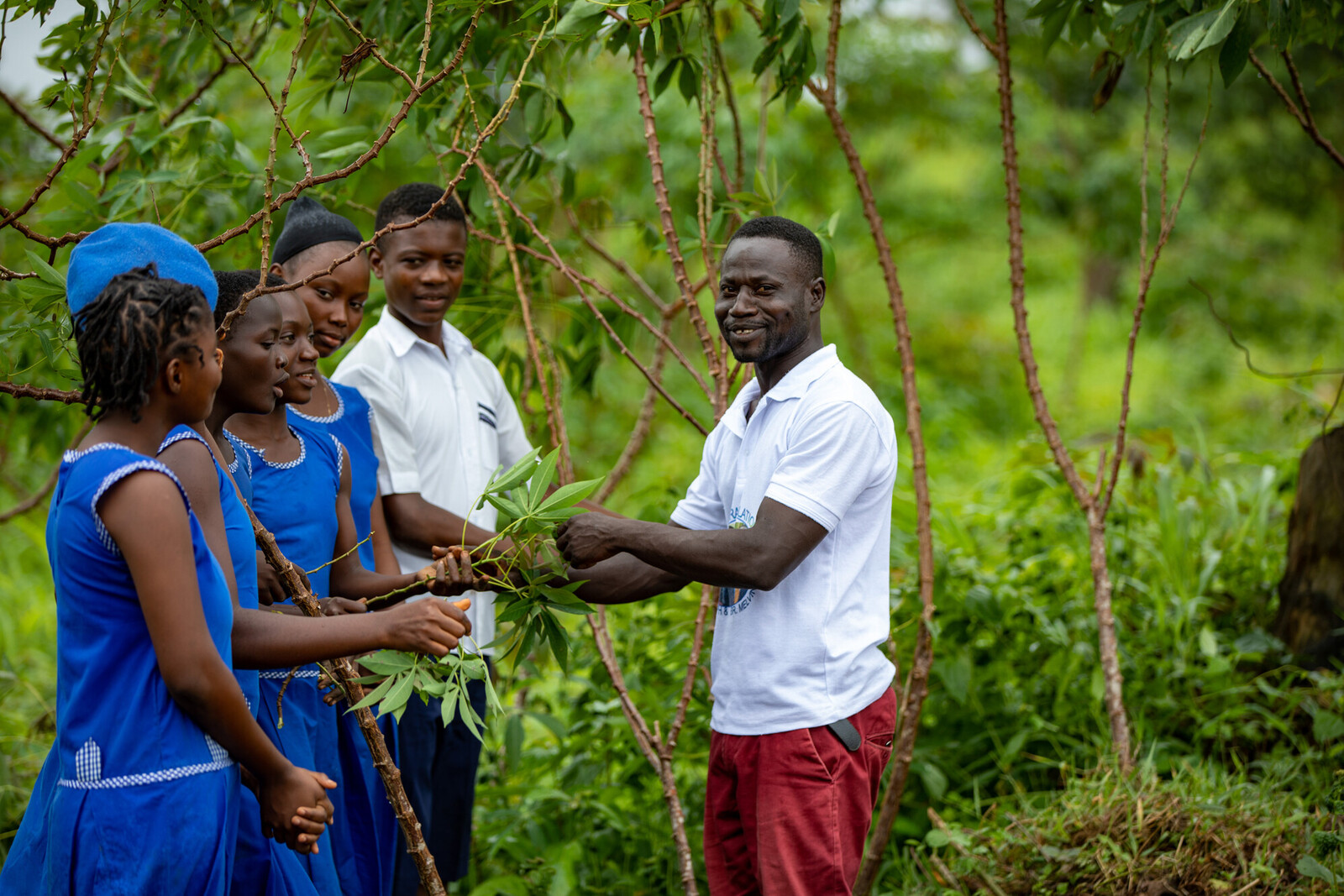 Pflanzenkunde in Sierra Leone 