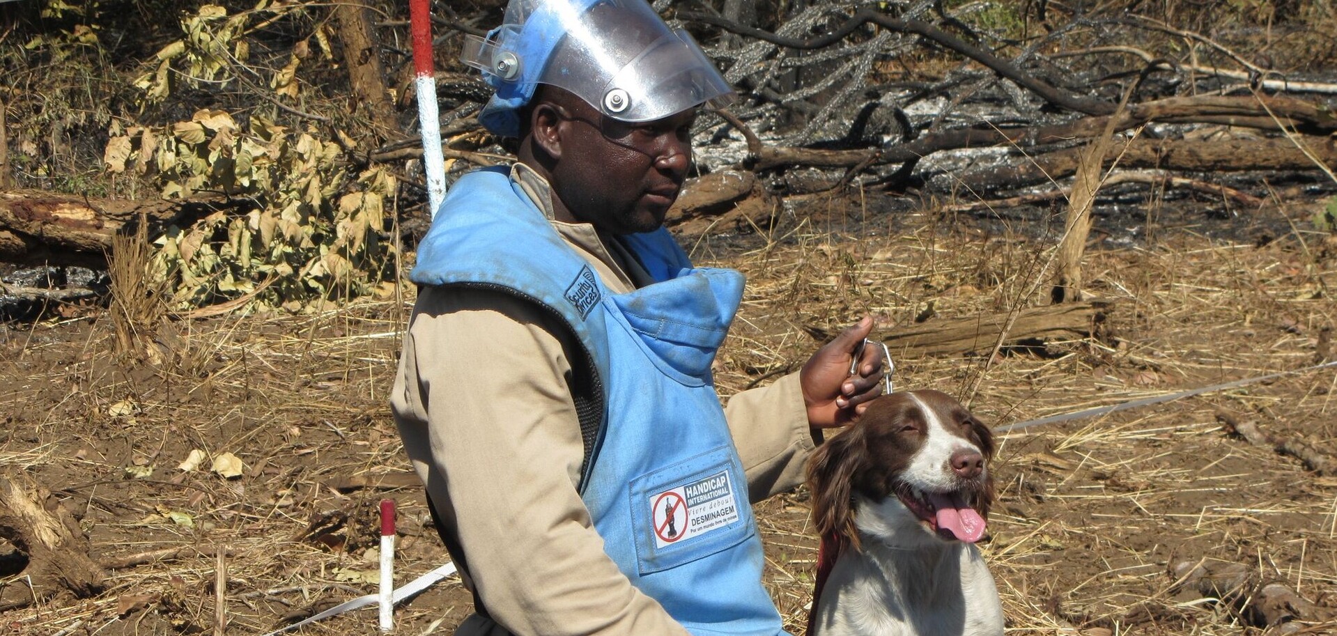 Im Kongo und in anderen Ländern unterstützen Hunde die Entminer bei der Suche nach versteckten Sprengsätzen Im Kongo und in anderen Ländern unterstützen Hunde die Entminer bei der Suche nach versteckten Sprengsätzen