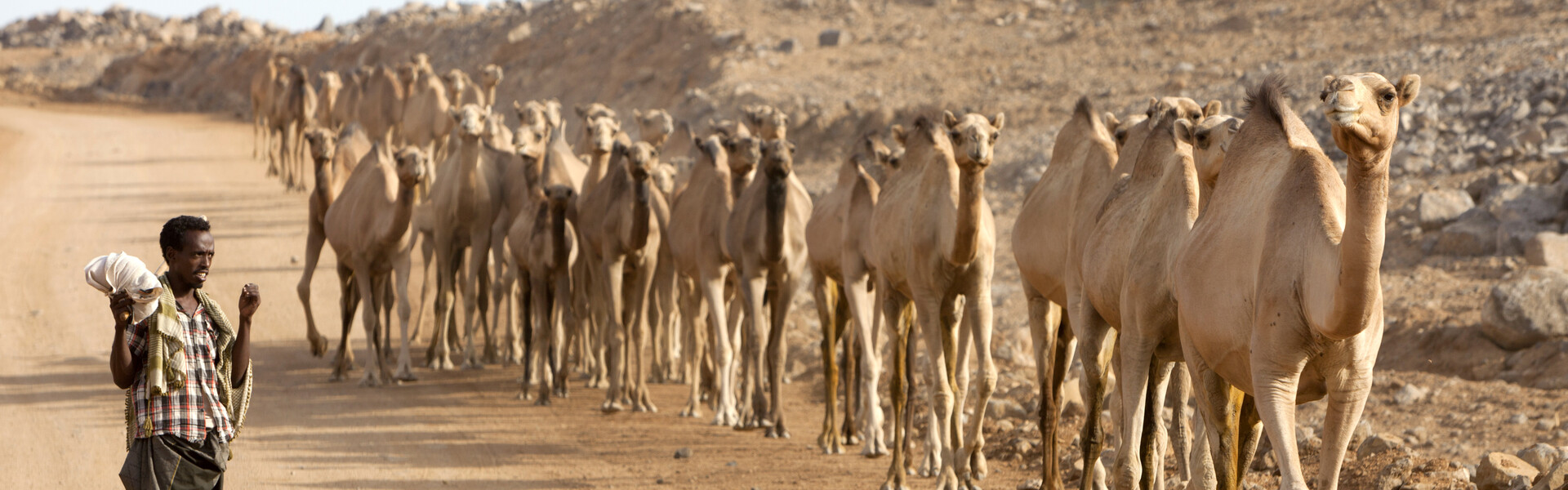 Während einer schweren Dürre in Ostafrika versiegen die Quellen. Hirten müssen oft viele Kilometer mit ihren Herden auf der Suche nach Wasser umherziehen. Während einer schweren Dürre in Ostafrika versiegen die Quellen. Hirten müssen oft viele Kilometer mit ihren Herden auf der Suche nach Wasser umherziehen.