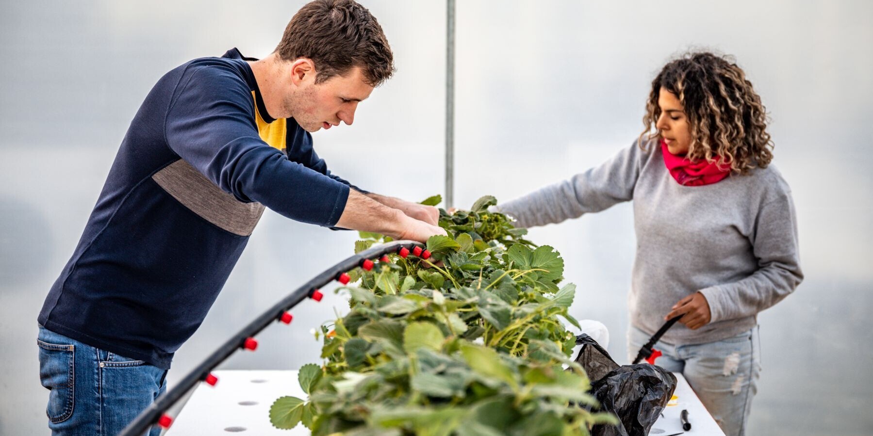 Die Mitarbeiter von Help schulen die Familien in Amman im Anbau von Lebensmitteln Die Mitarbeiter von Help schulen die Familien in Amman im Anbau von Lebensmitteln