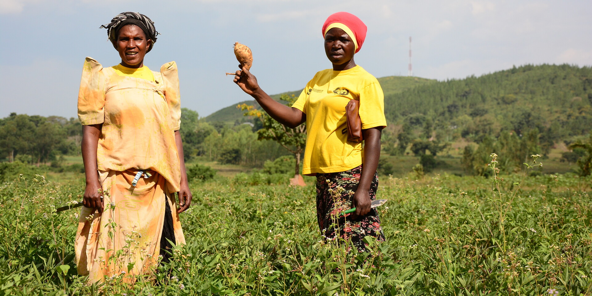 Frauen bei der Ernte in Uganda Frauen bei der Ernte in Uganda