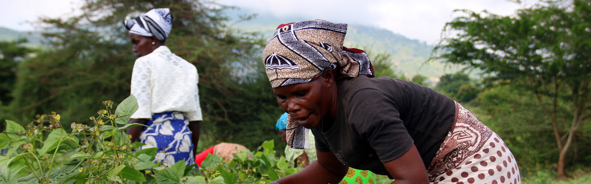 Dorris Mulanda Wanje bewirtet ein Feld in Kenia Dorris Mulanda Wanje bewirtet ein Feld in Kenia