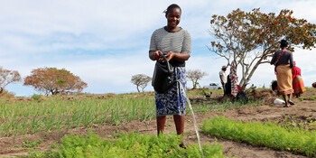 Eine Frau gießt ein Feld in Mosambik Eine Frau gießt ein Feld in Mosambik