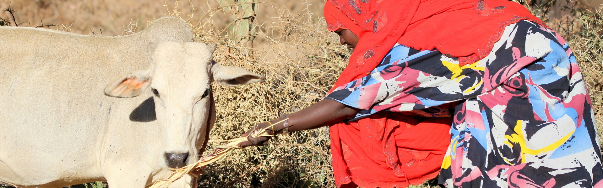 Eine Frau in Somalia füttert eine Kuh Eine Frau in Somalia füttert eine Kuh