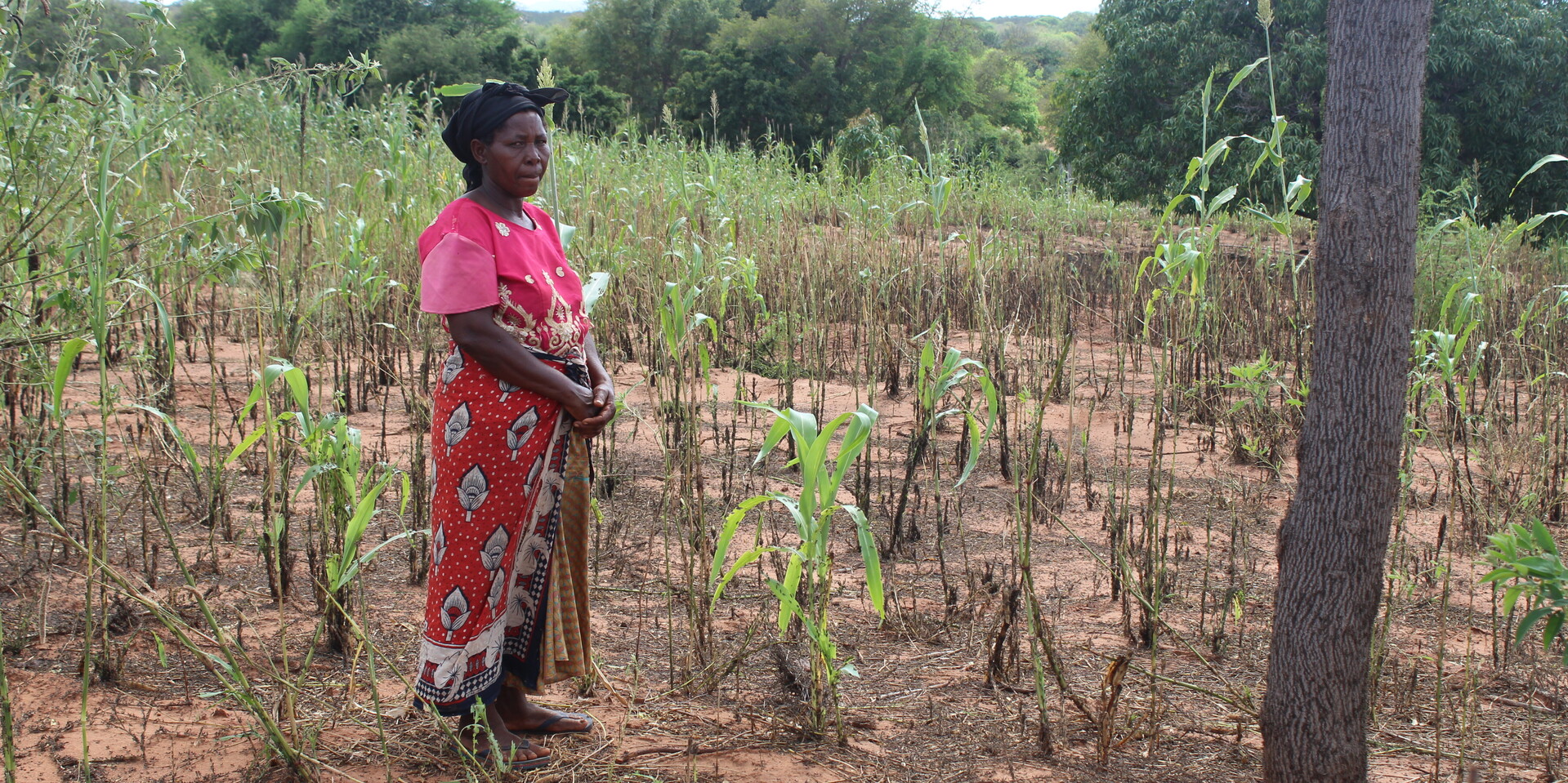 Heuschreckenplage in Kenia: Die Bäuerin Mwikali Nzoka auf einem ihrer zerstörten Felder Heuschreckenplage in Kenia: Die Bäuerin Mwikali Nzoka auf einem ihrer zerstörten Felder