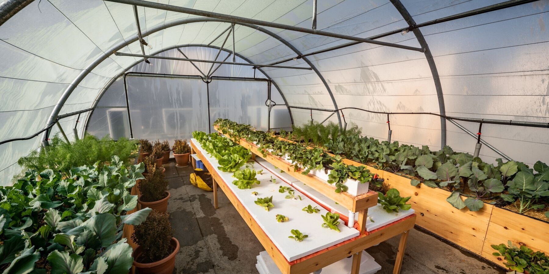 Dachgärten in der Hauptstadt Jordaniens helfen bei der Lebensmittelversorgung Dachgärten in der Hauptstadt Jordaniens helfen bei der Lebensmittelversorgung