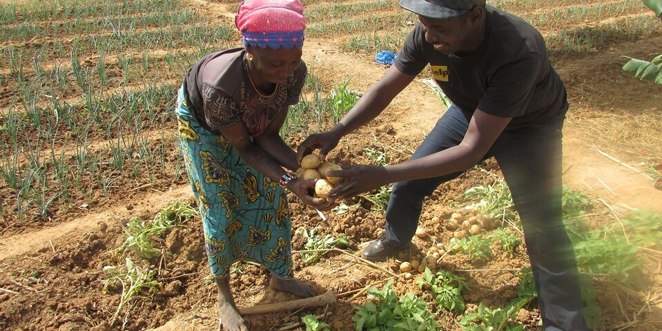 Kartoffeln gedeihen auch in den trockenen Böden der Sahelzone © Help – Hilfe zur Selbsthilfe Kartoffeln gedeihen auch in den trockenen Böden der Sahelzone © Help – Hilfe zur Selbsthilfe