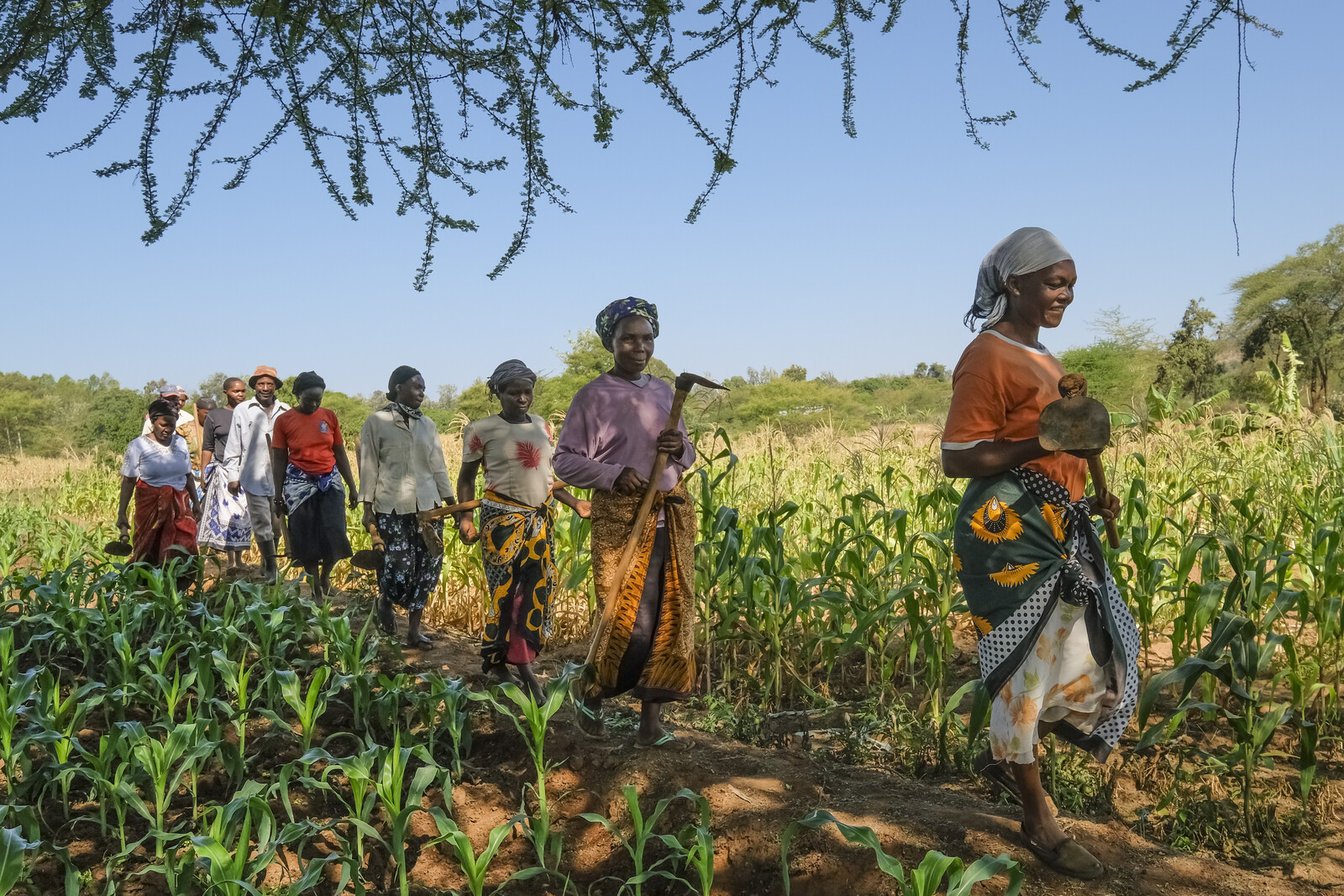 Frauen in Kenia gehen aufs Feld