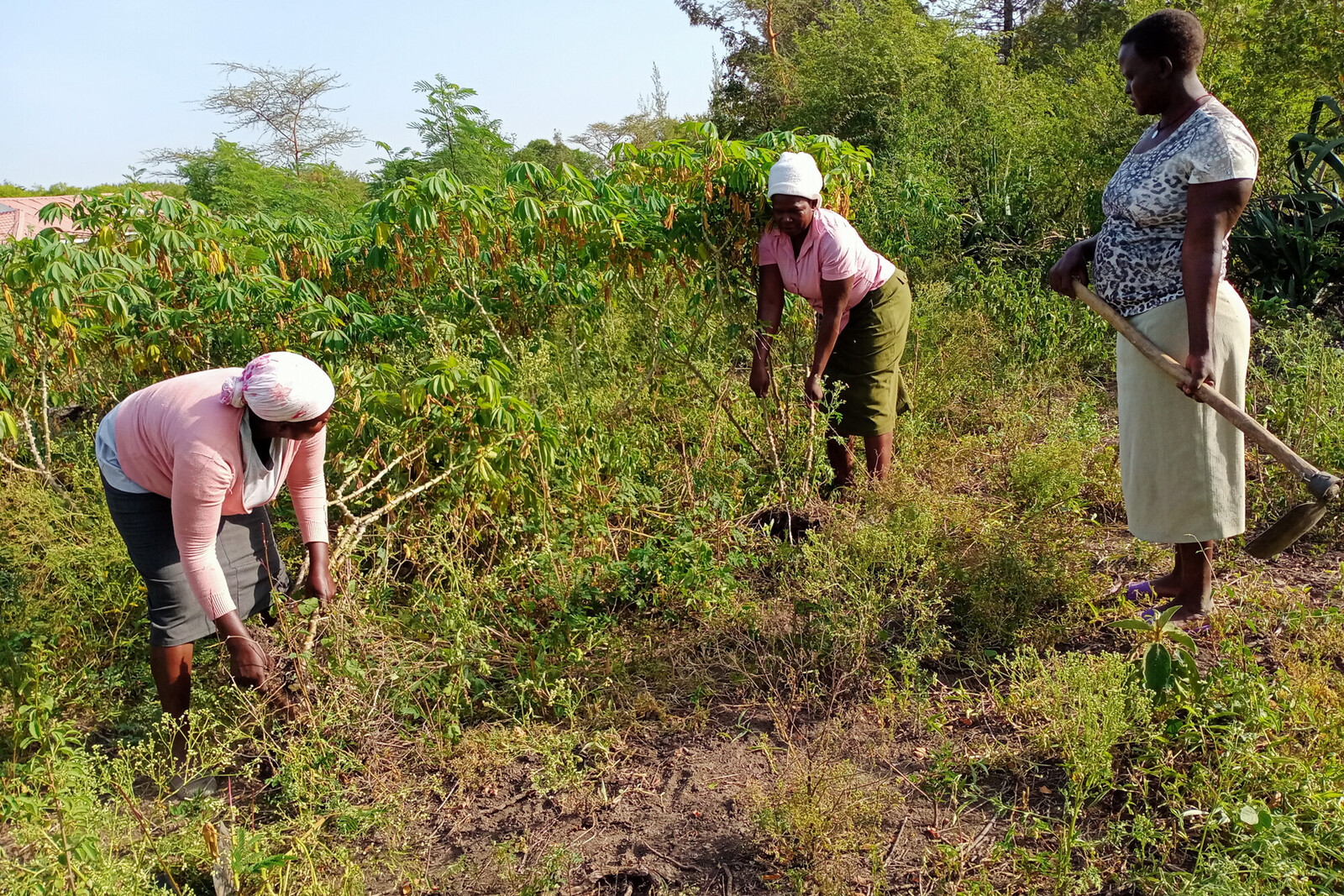 Frauen in Kenia befreien ein Feld von Gestrüpp